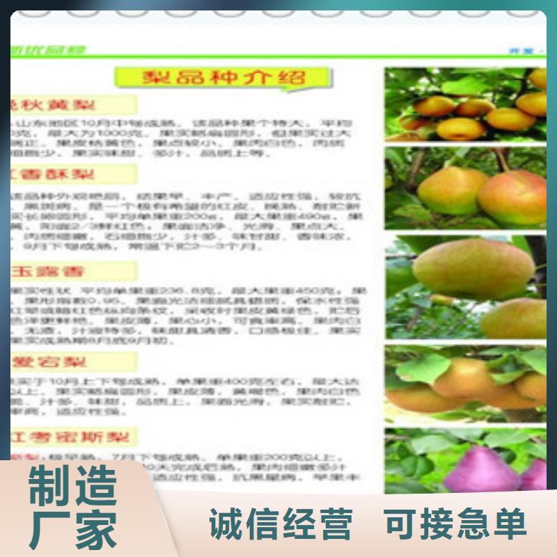 《衡阳》咨询兴海红香酥梨树苗6公分