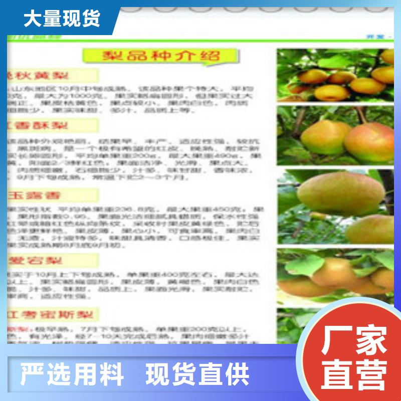 【拉萨】定制兴海京白梨树苗0.9公分