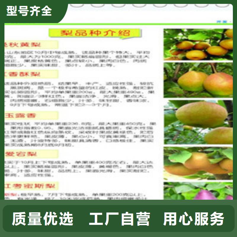 南昌选择大厂家省事省心兴海茌长把梨树苗0.8公分