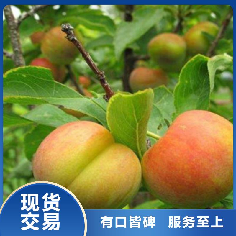 好消息：李子苗廠家優惠直銷專業生產設備