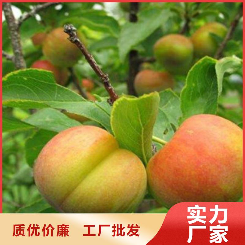 口碑好的李子苗廠家