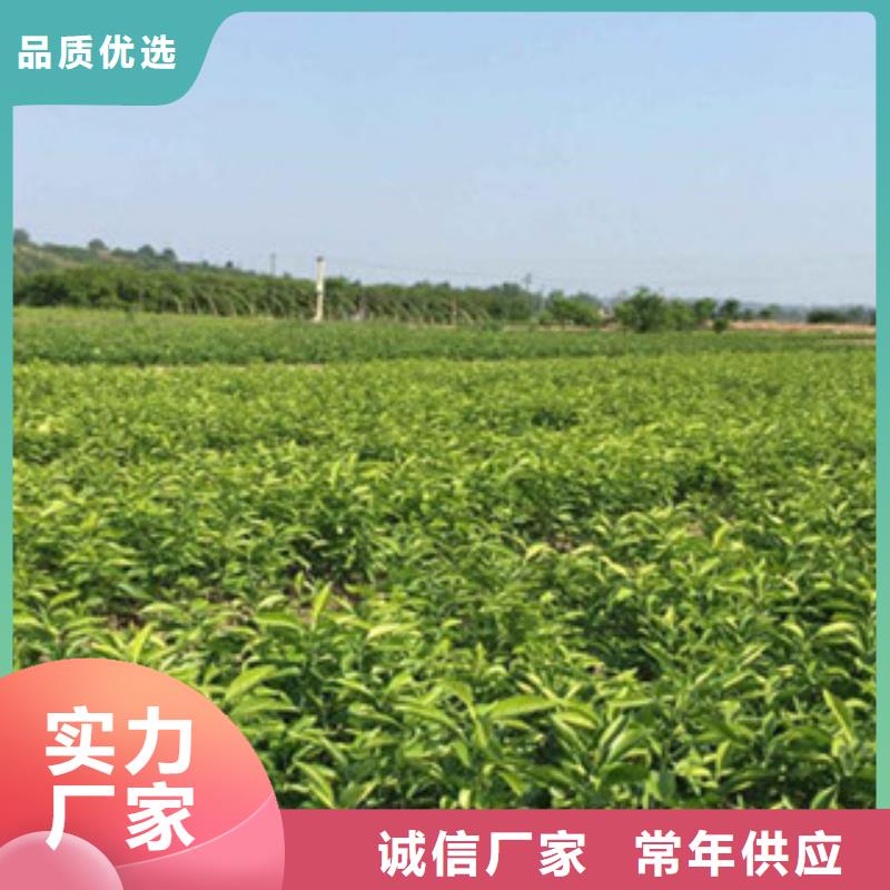 可定制的李子苗本地厂家