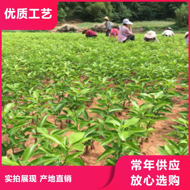口碑好的李子苗廠家