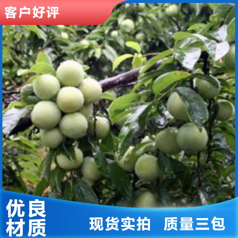 李子苗廠家產(chǎn)品細節(jié)參數(shù)