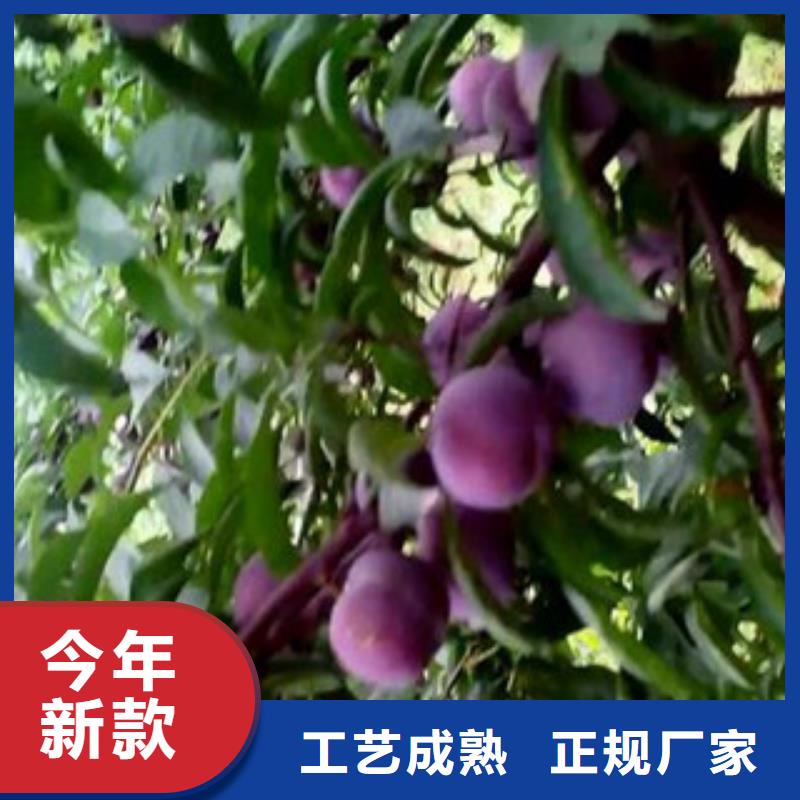 可定制的李子苗本地厂家