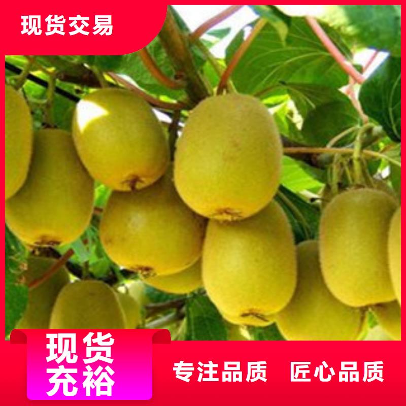注重獼猴桃苗質量的生產廠家
