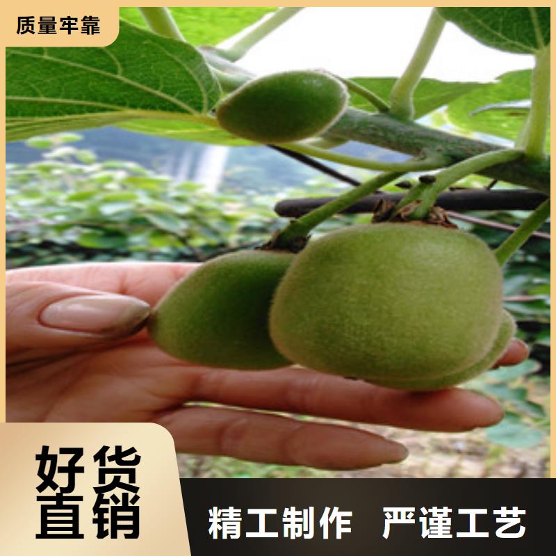 定制獼猴桃苗的供貨商