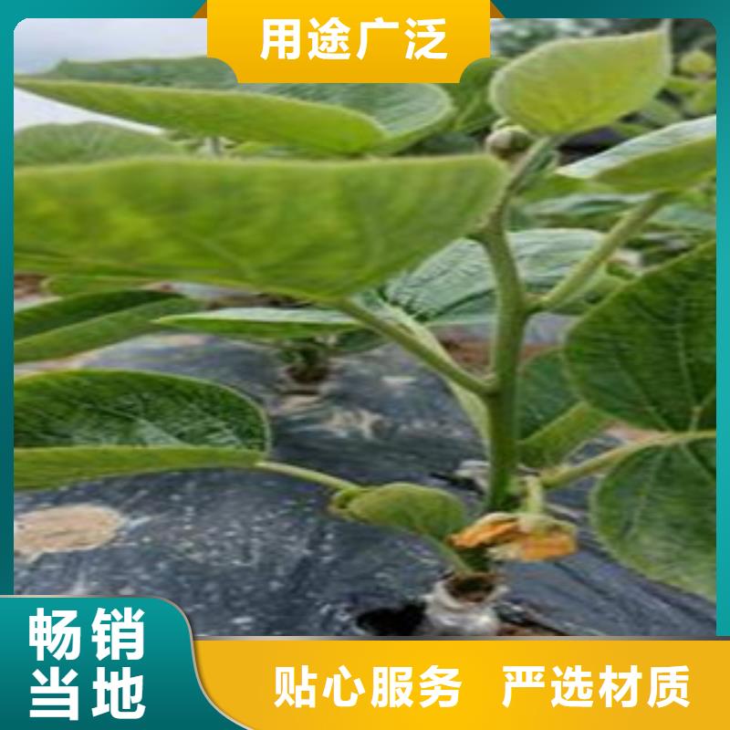 《澳门》生产1.5厘米翠香猕猴桃苗批发基地1.5厘米