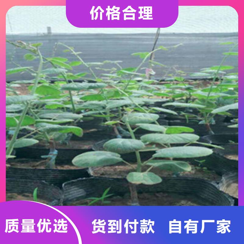漳州销售2厘米楚红猕猴桃苗基地图片2厘米