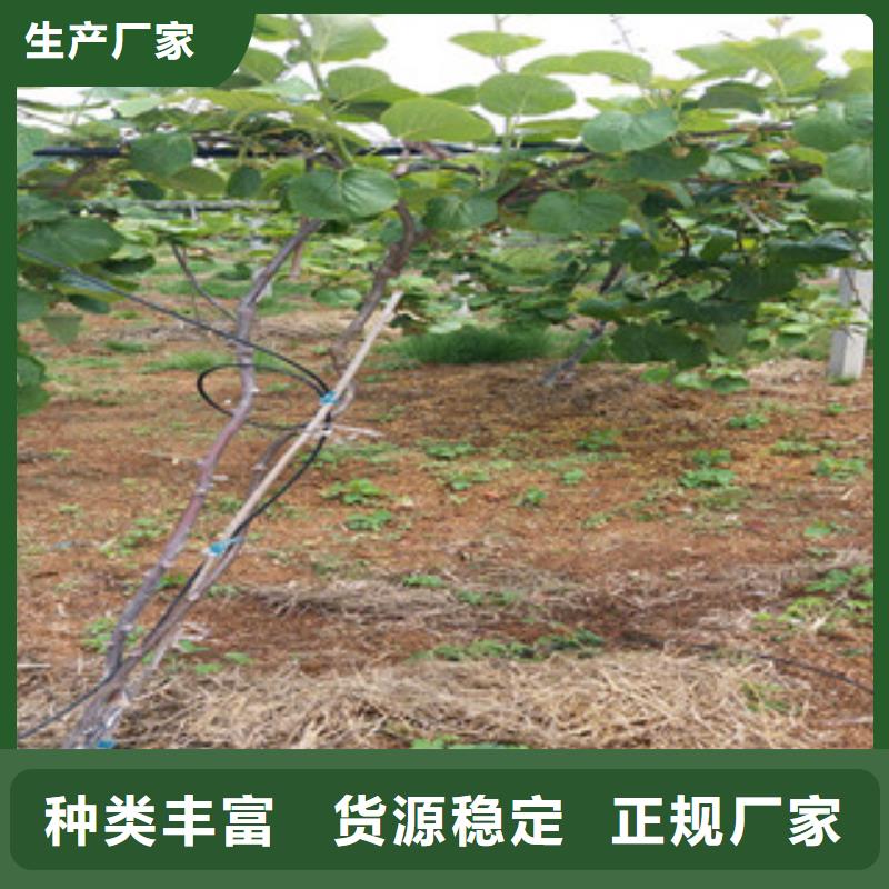 獼猴桃苗直供廠家電話