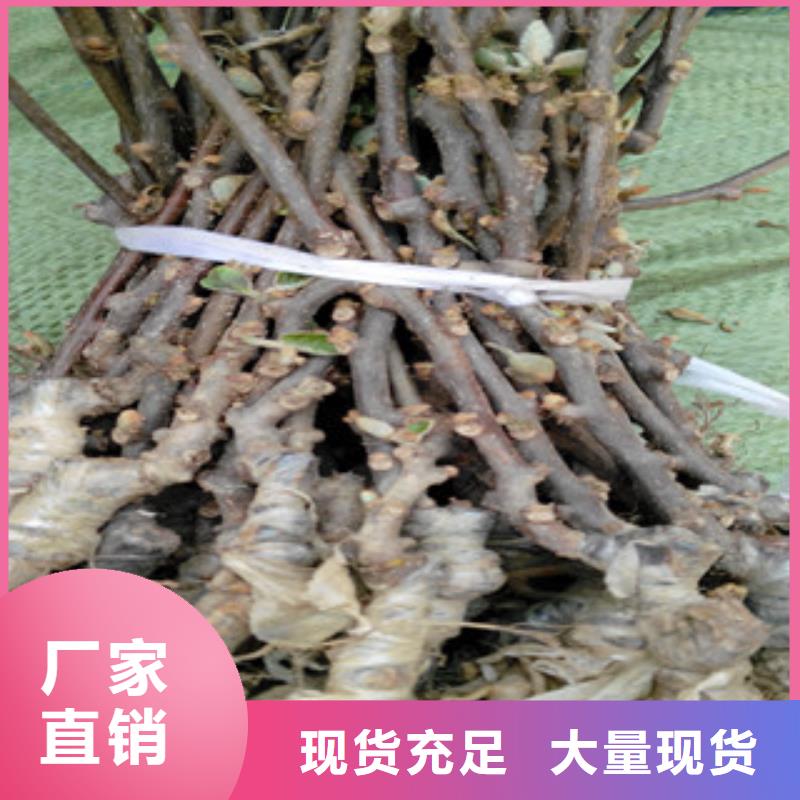 南京购买9厘米秦美猕猴桃苗品种9厘米