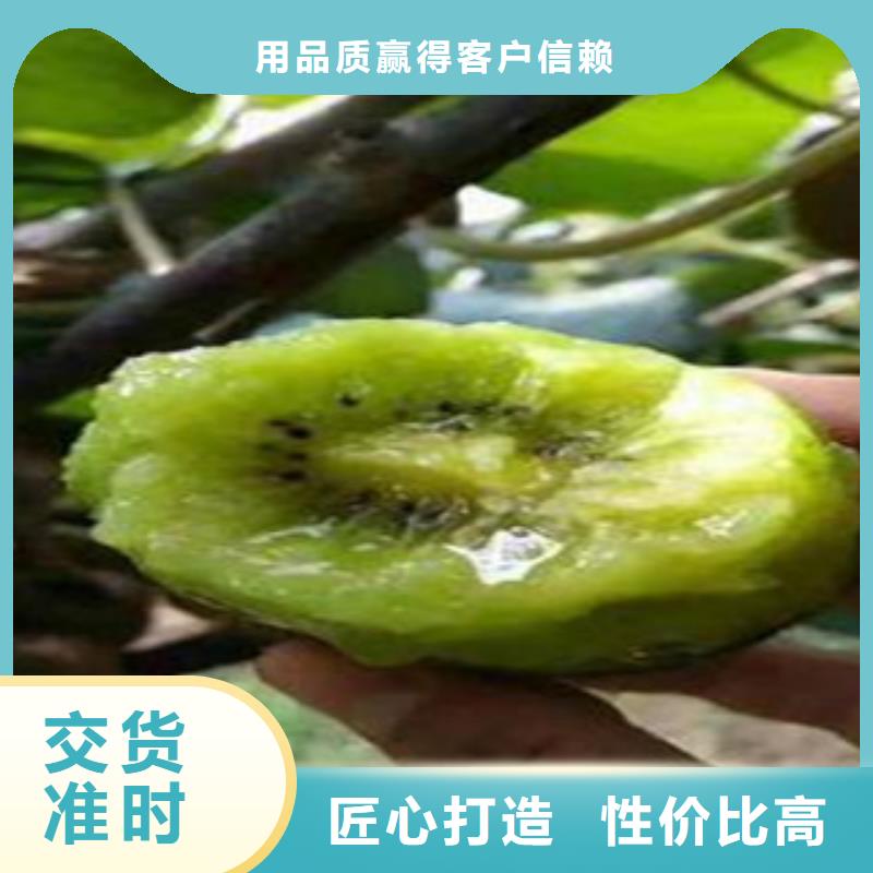 南京购买9厘米秦美猕猴桃苗品种9厘米