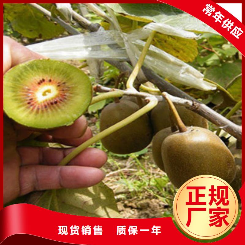 亳州当地【兴海】12公分楚红猕猴桃苗出售12公分