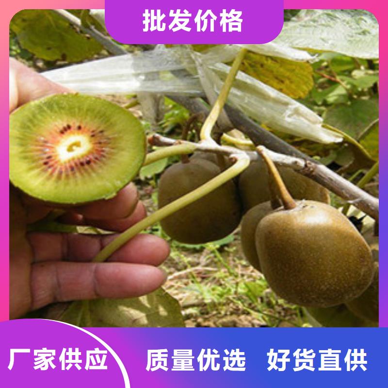 六盘水0中间商差价兴海1.5公分红阳猕猴桃苗生产基地1.5公分