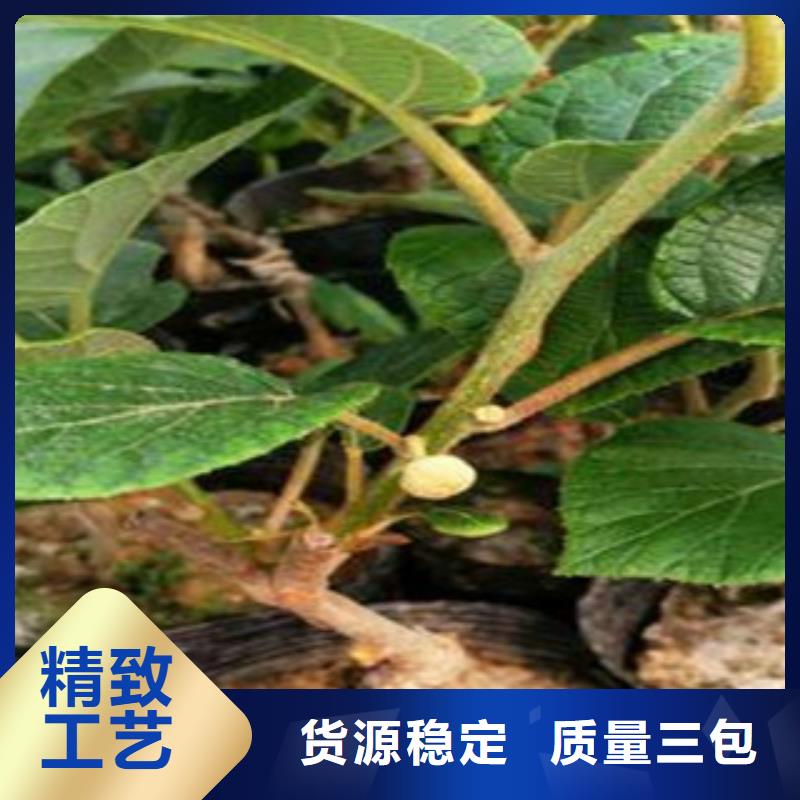 莱芜符合行业标准兴海0.6厘米秦美猕猴桃苗报价0.6厘米