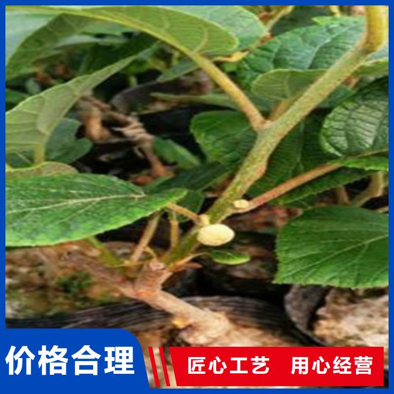 <九江>多年实力厂家兴海亚特猕猴桃苗新高产品种