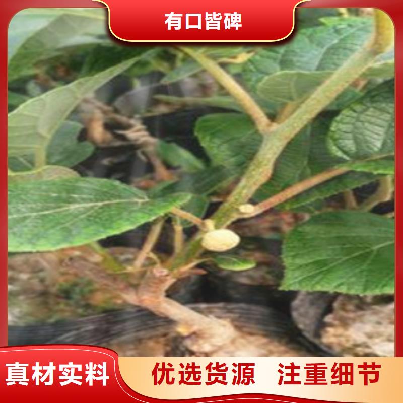 《自贡》一个起售(兴海)1.2公分亚特猕猴桃苗苗圃基地1.2公分