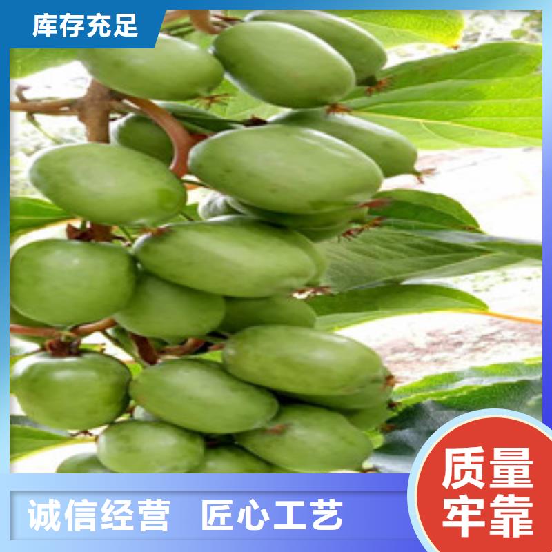 上海当地兴海3公分亚特猕猴桃苗多少钱一棵3公分