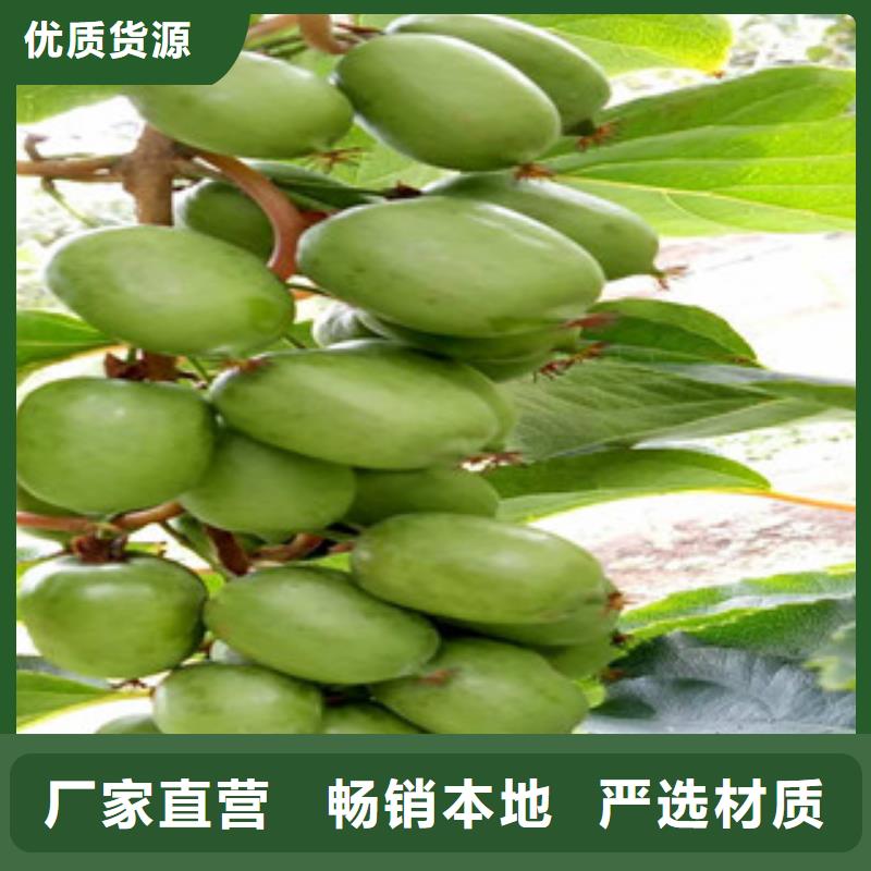 (咸宁)本地兴海30公分黄金果猕猴桃苗新品种30公分