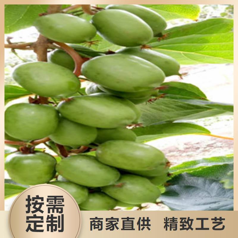 新疆品种全兴海1.2米海沃德猕猴桃苗哪里的品种纯1.2米