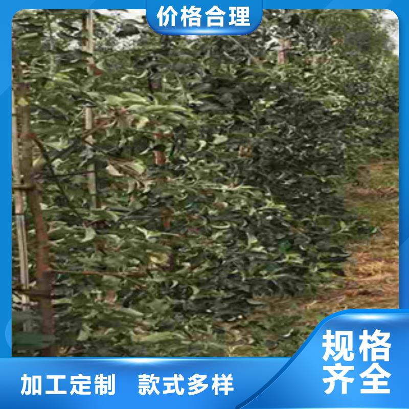 2025##蘋果苗廠家##有限公司當地生產廠家
