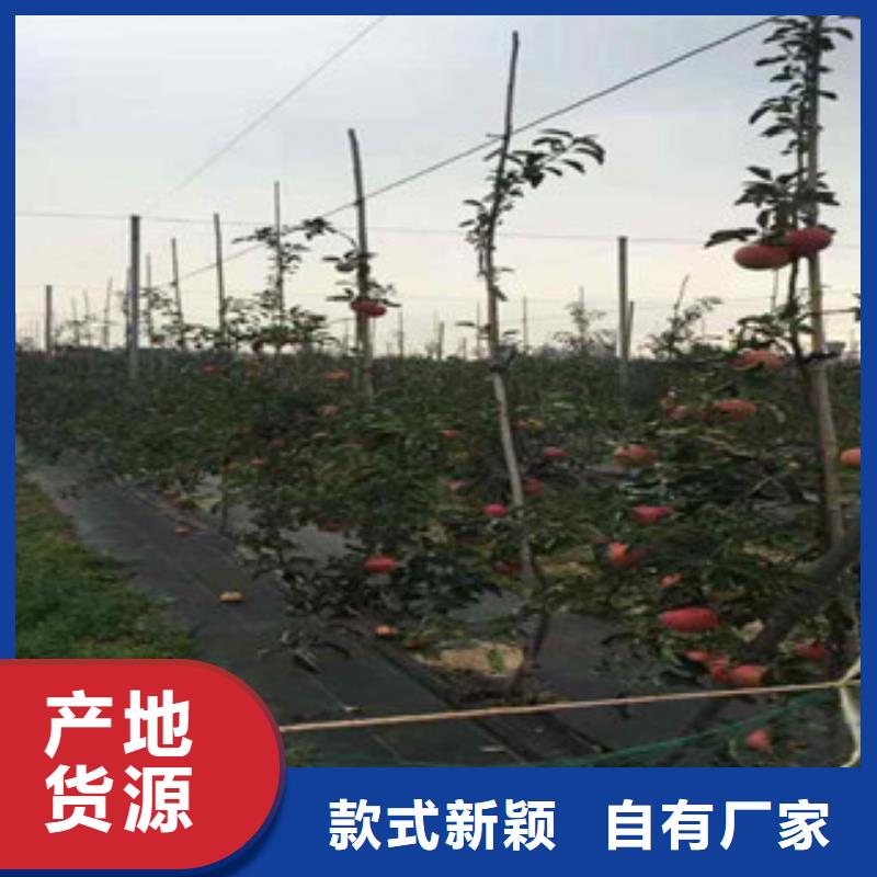 蘋果苗好貨促銷