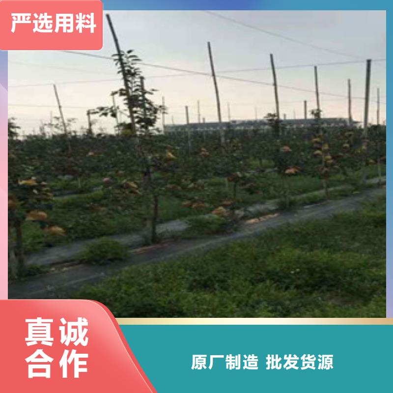 規格齊全的蘋果苗批發商