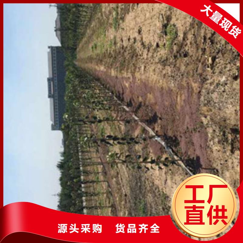 苹果苗匠心品质