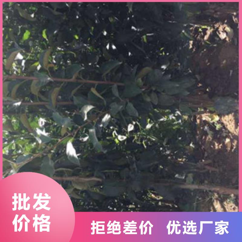 重信譽蘋果苗廠家