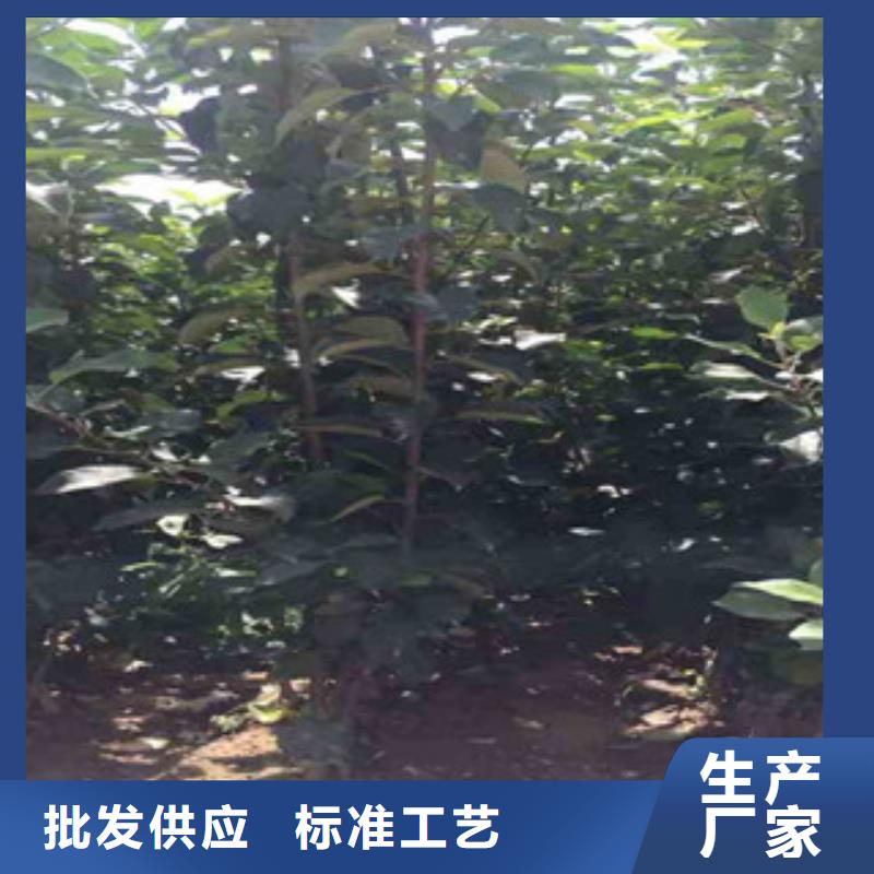 蘋果苗不怕同行比質(zhì)量