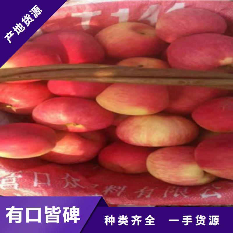 <广州>优选原材《兴海》红骨髓苹果树苗专业合作社