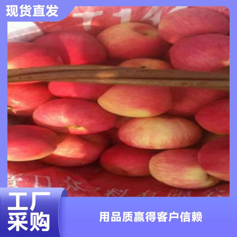 咸宁品质商家兴海红肉苹果树苗种植技术
