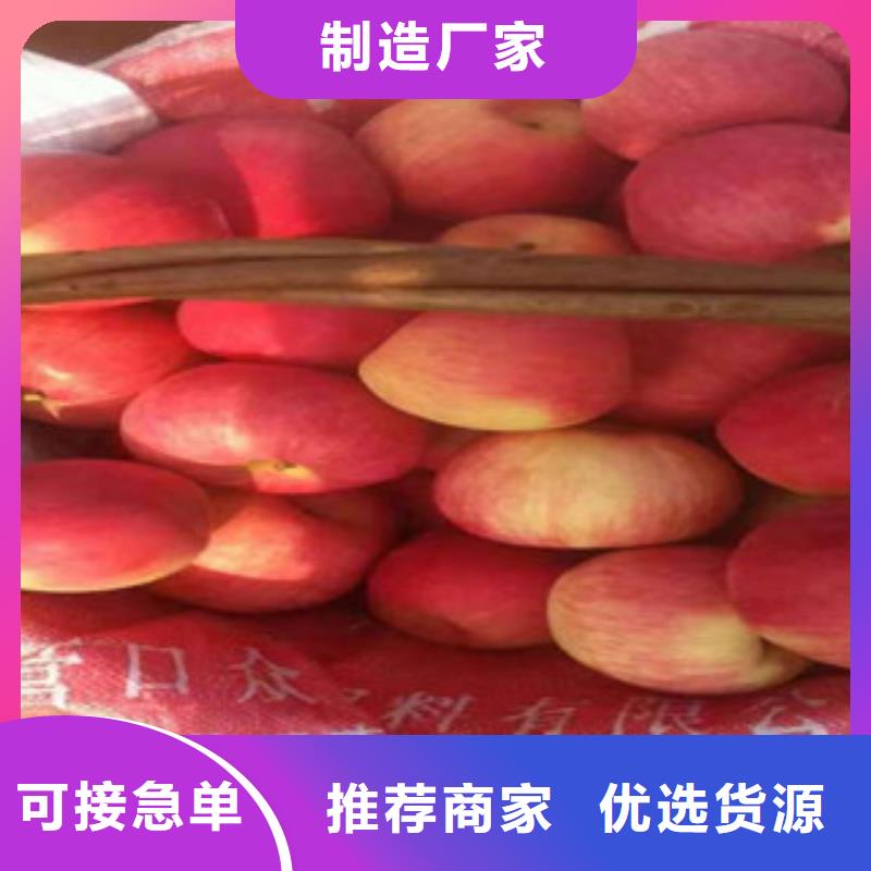 上海周边兴海五代红星苹果树苗哪里的品种纯