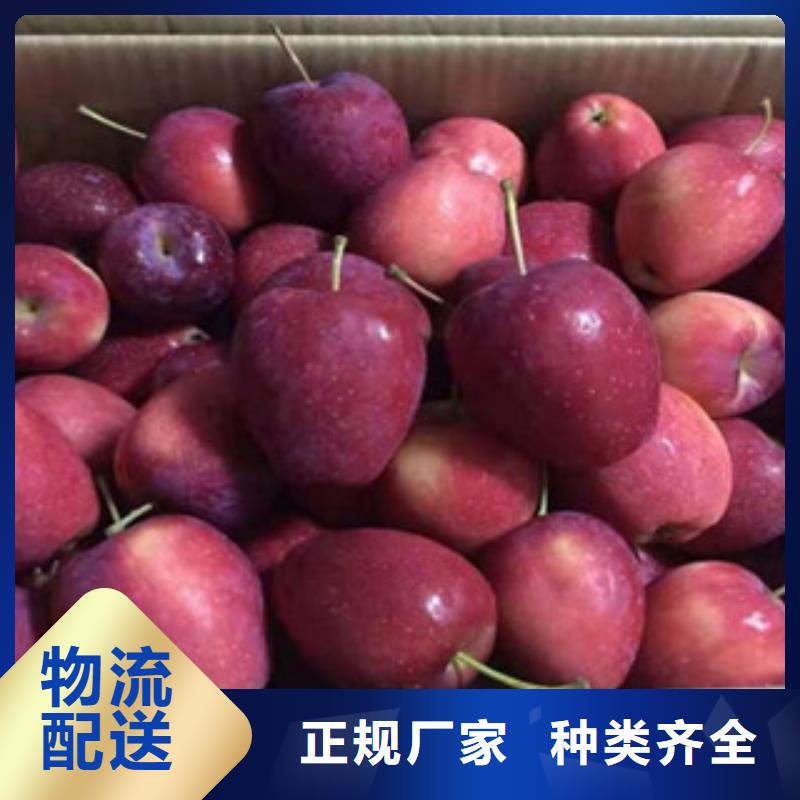 安康真材实料【兴海】银红苹果树苗怎样购买