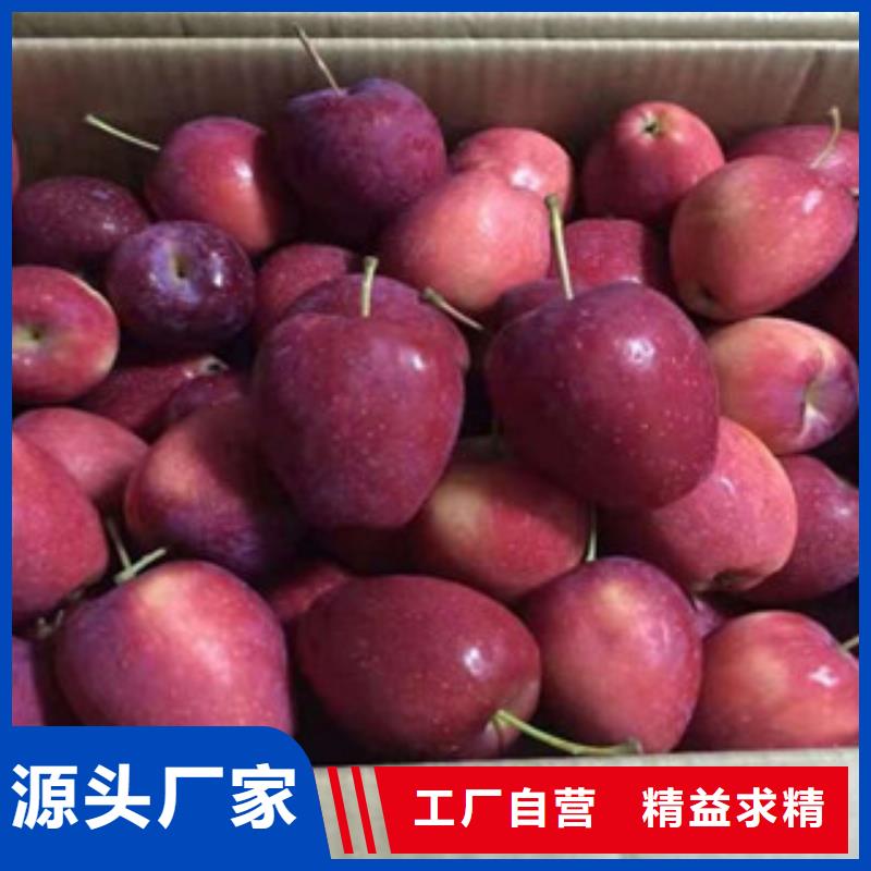大庆定制兴海红色之恋苹果树苗求购