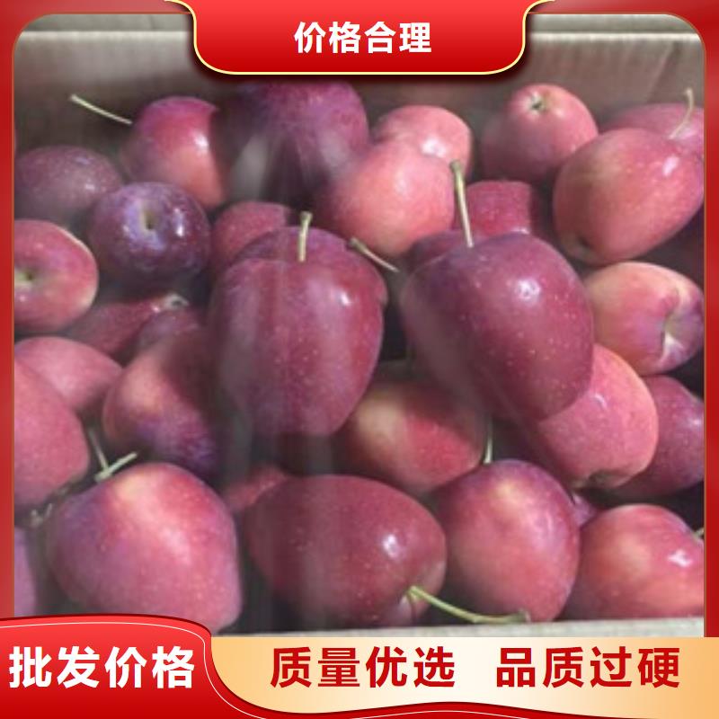 【大庆】直供兴海新乔纳金苹果树苗生产基地