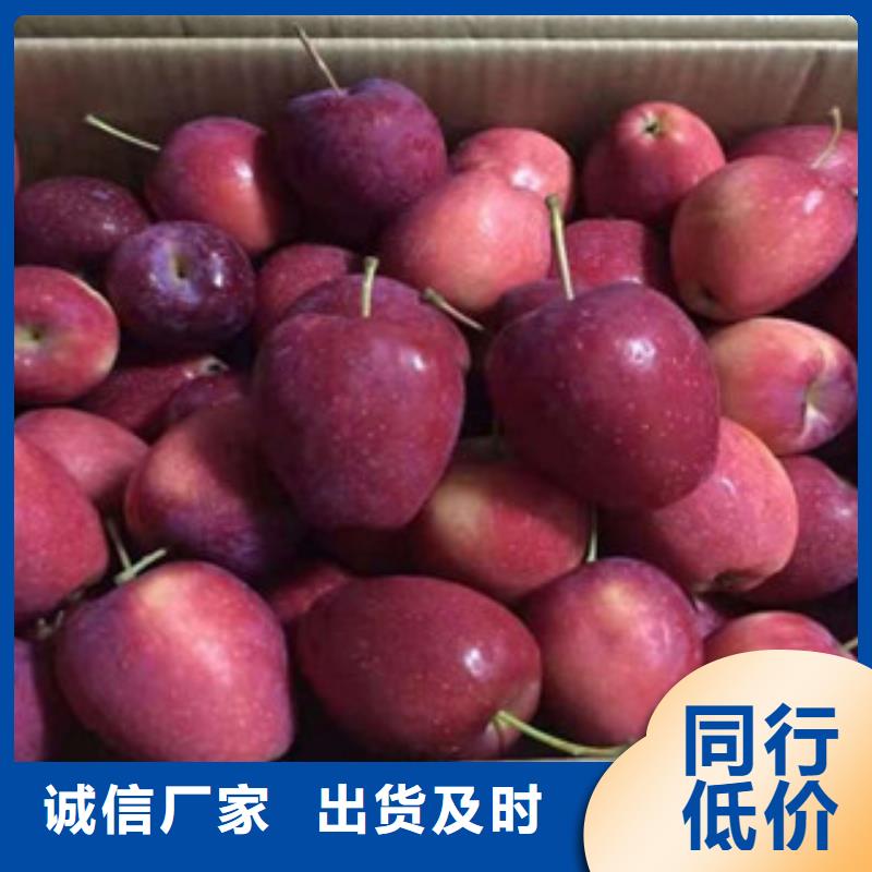 咸宁本地兴海秋富1苹果树苗种植方法