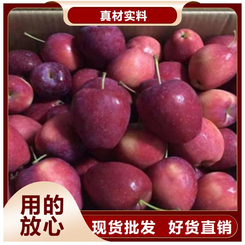 【遵义】采购兴海红露苹果树苗品种