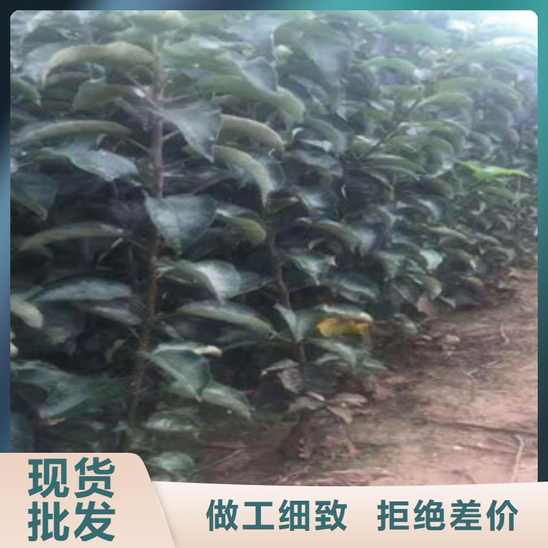 《湛江》库存量大兴海红玛瑙苹果树苗生产基地