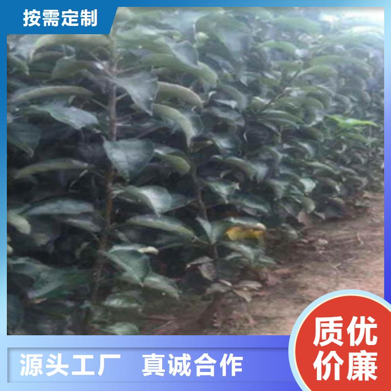 《福州》订购【兴海】红露苹果树苗种植方法