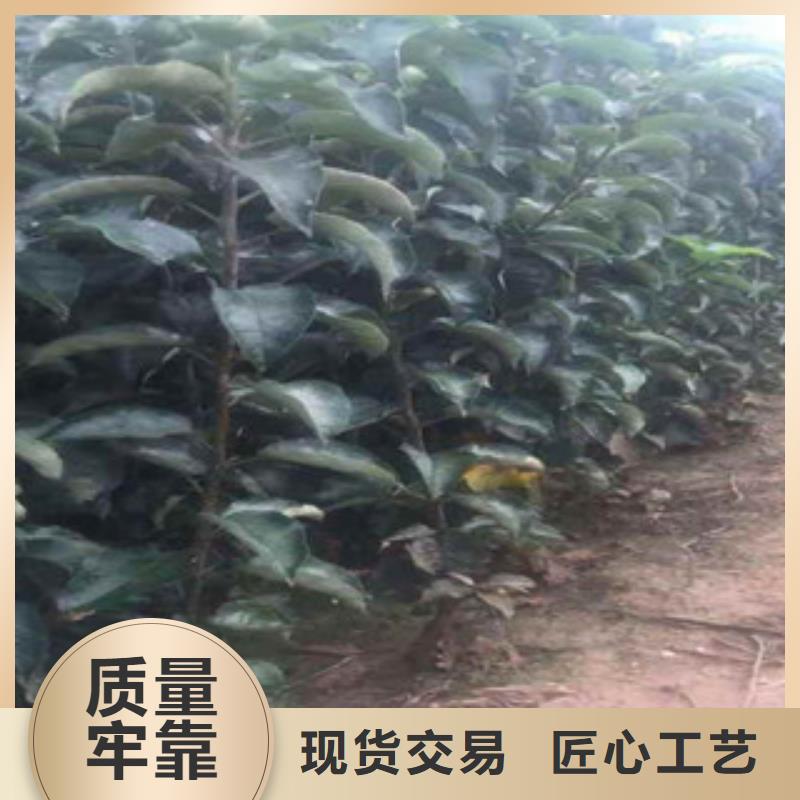 宜春购买兴海M9t337苹果树苗怎样购买