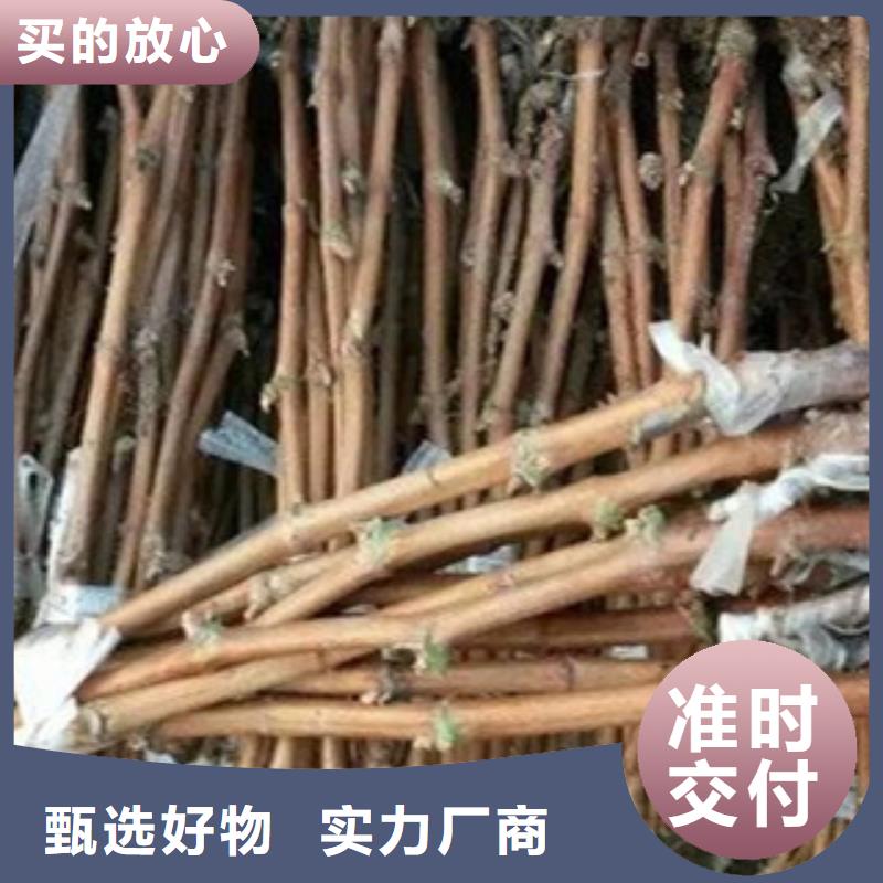 葡萄苗_量大從優(yōu)