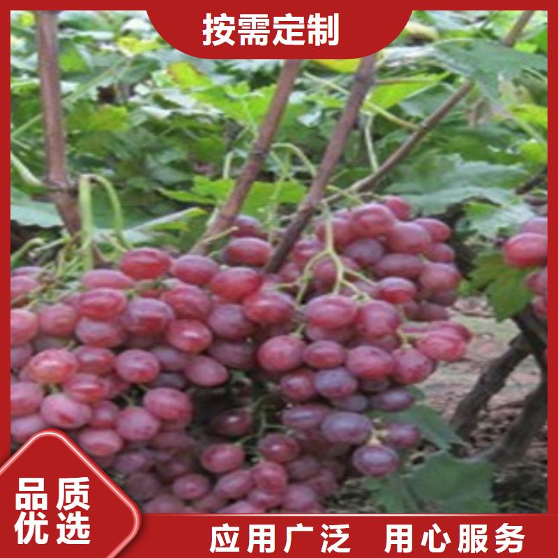 葡萄苗品質可靠