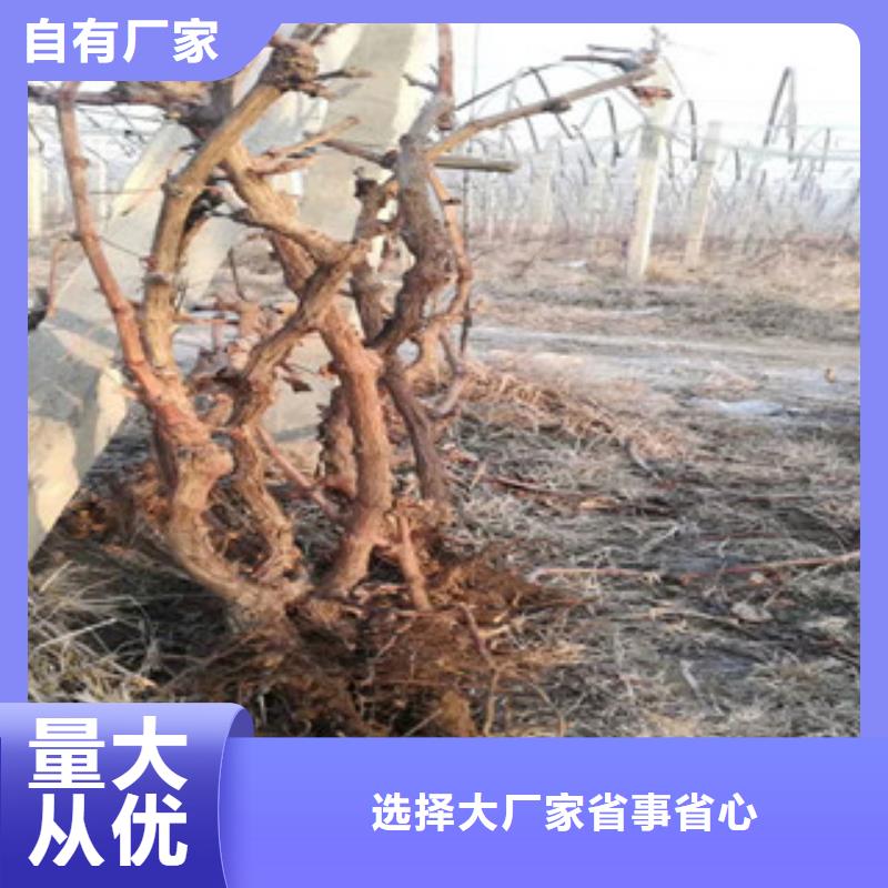 誠信的葡萄苗廠家