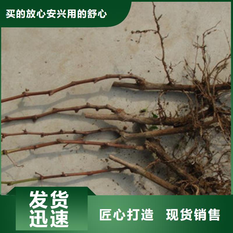 葡萄苗_保證