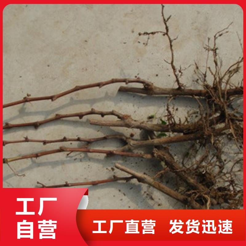 本地葡萄苗生產(chǎn)廠家大廠家實(shí)力看得見