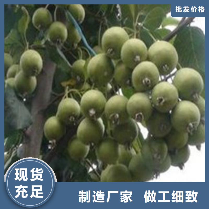 山楂苗促銷
