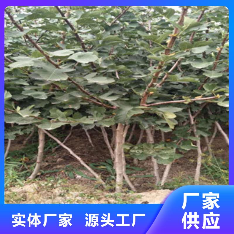 山楂苗-山楂苗定制