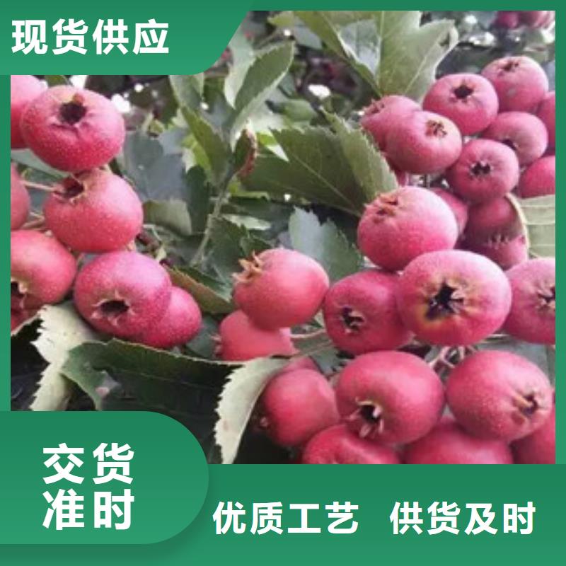 山楂苗、山楂苗生產廠家_大量現貨