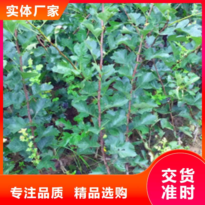 山楂苗-用的放心
